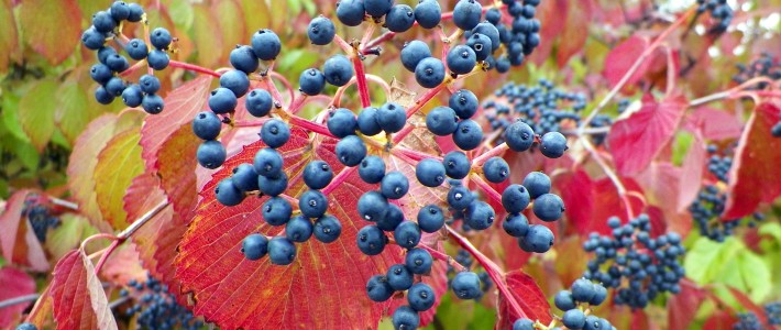 FALL in love with your Landscape! "Blue Explosion" by Jennifer Schmidt