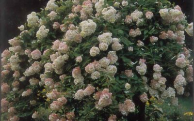 Pahl’s Market Plant of the Month – September 2013