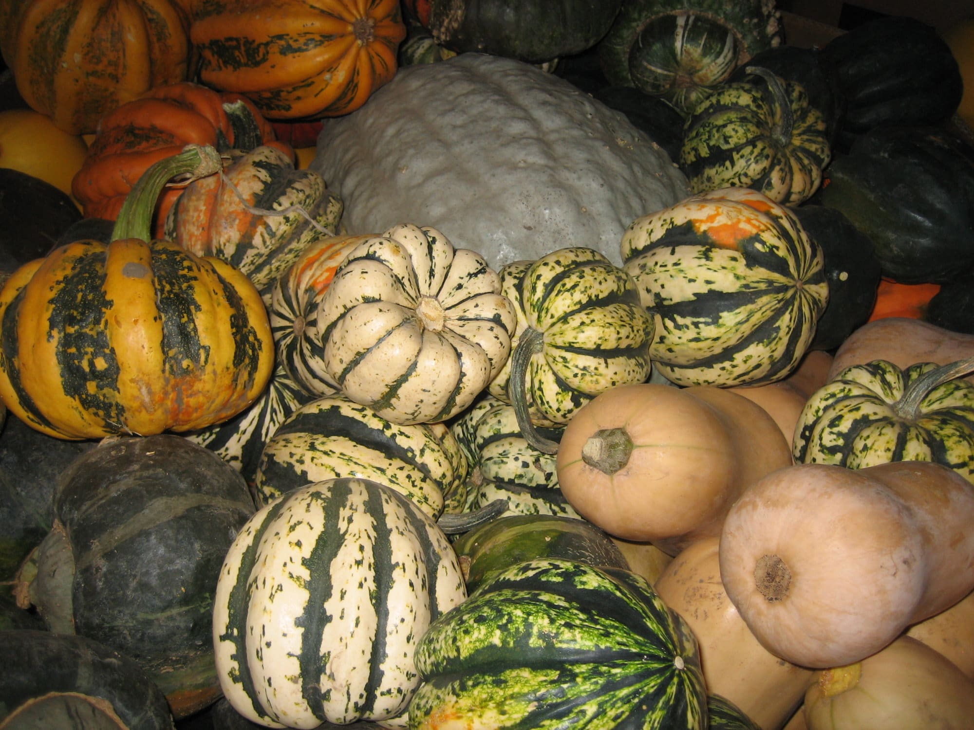 Pahl's Market Homegrown Squash