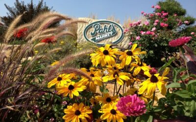 Pahl’s front entrance landscape 2013