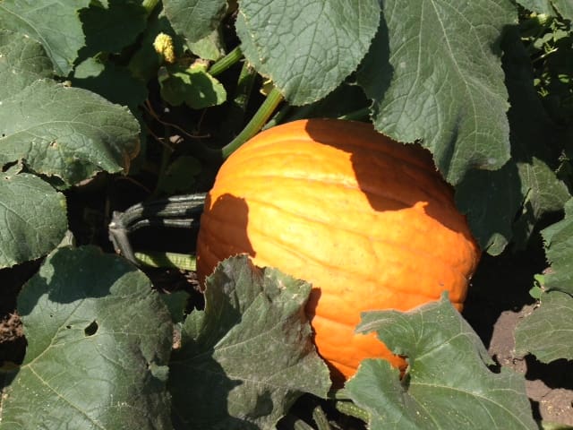 Pahl's Market Pumpkin Crop
