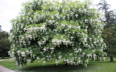 Pahl’s Market Plant of the Month – October 2013