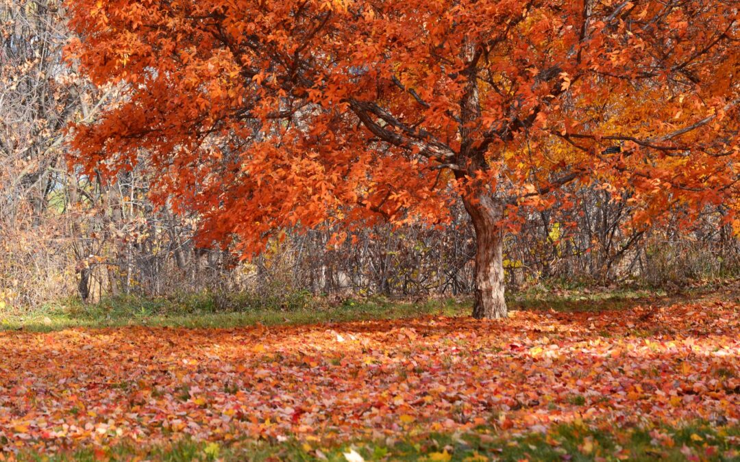 November in the Garden