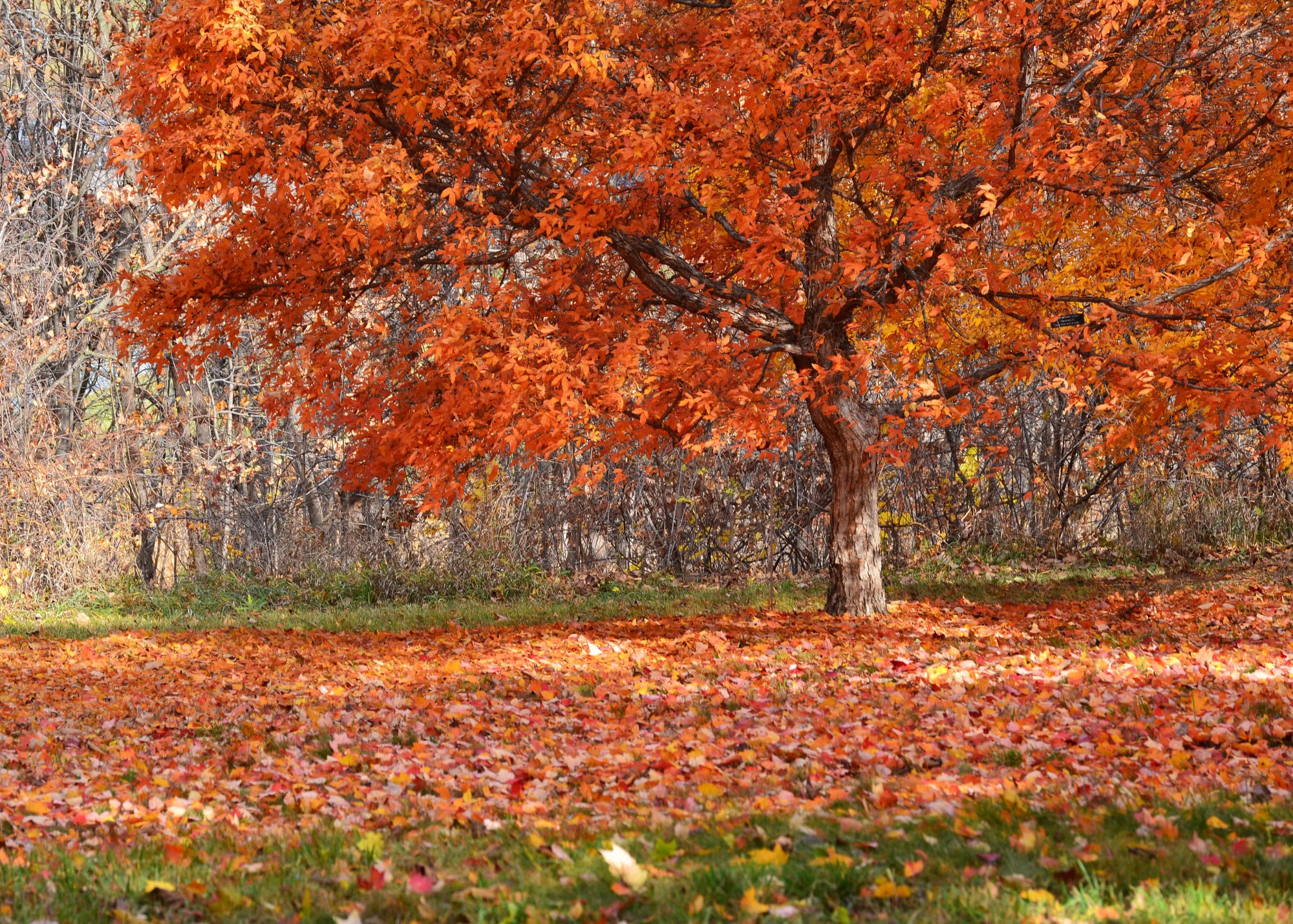 November in the Garden