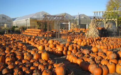 Pumpkin Pahlooza