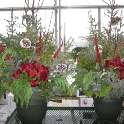 Spruce Tips and Winter Pots