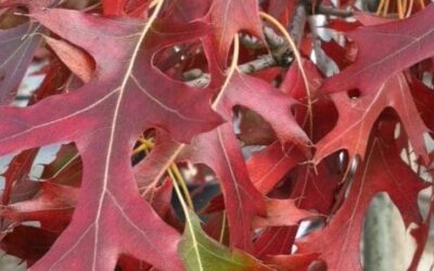 Pahl’s Market Plant of the Month – November 2013