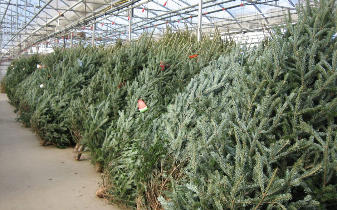 Tips to Keep your Christmas Tree Fresh