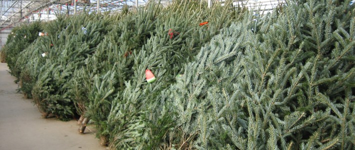 Tips to Keep your Christmas Tree Fresh 11-23-10 006