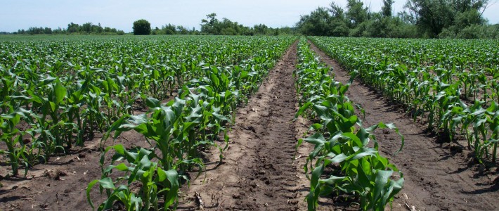News from the Field Pahl's Sweet Corn Field