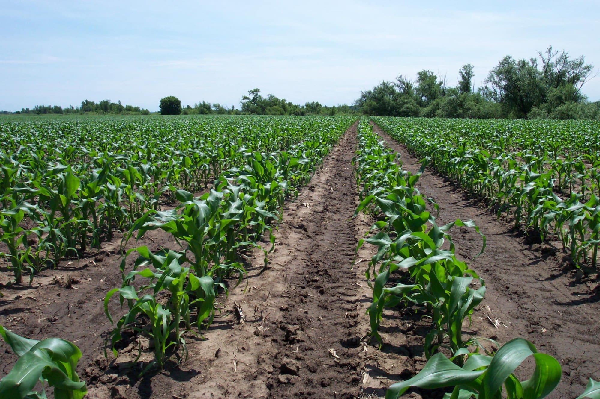 Pahl's Sweet Corn Field