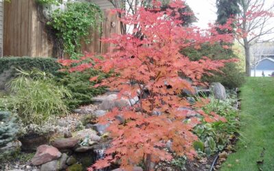 Pahl’s Market Plant of the Month – December 2013