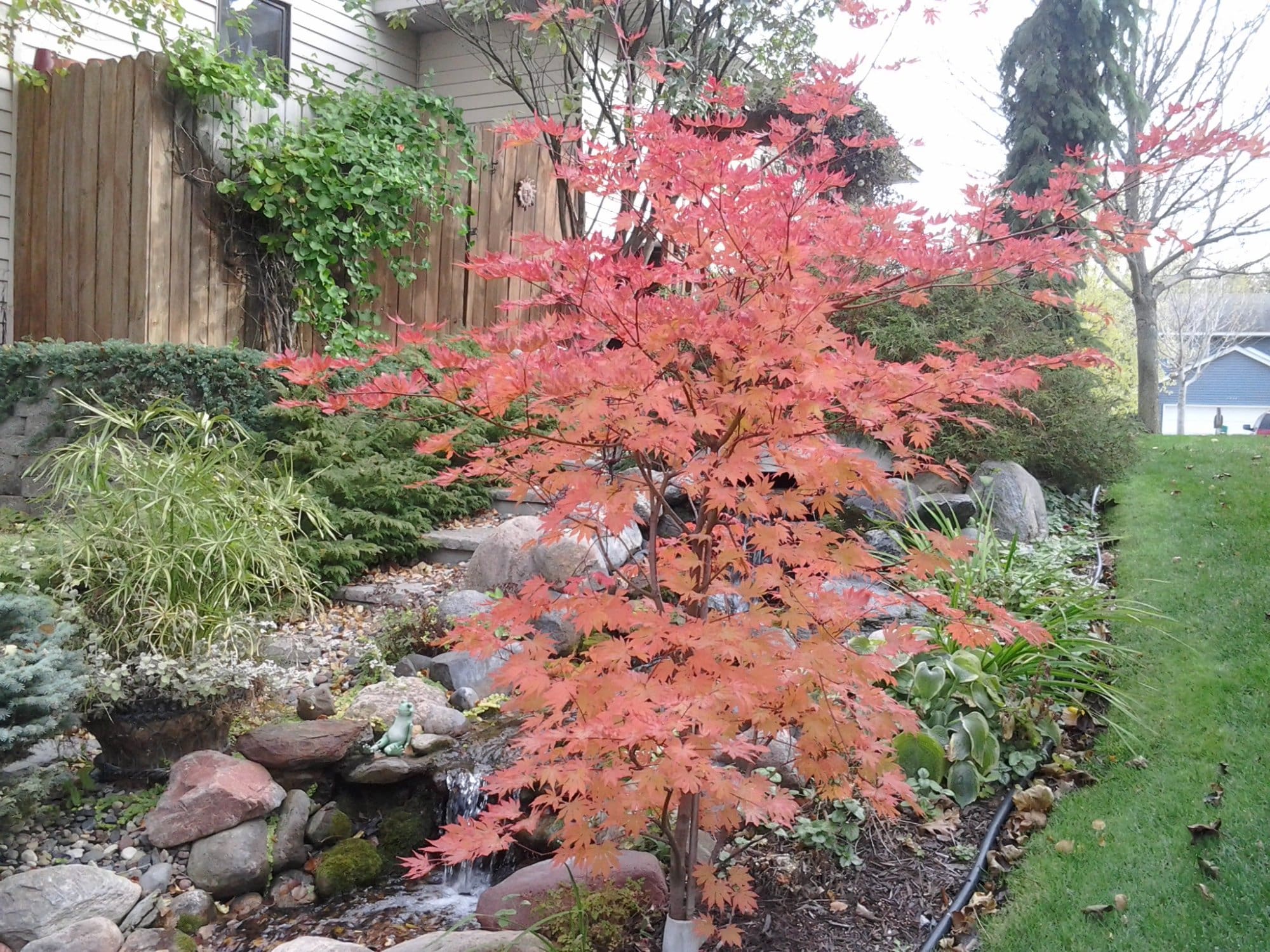 Pahl's Plant of the Month - North Wind Maple