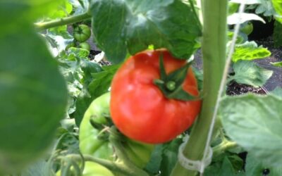 Growing from Seed