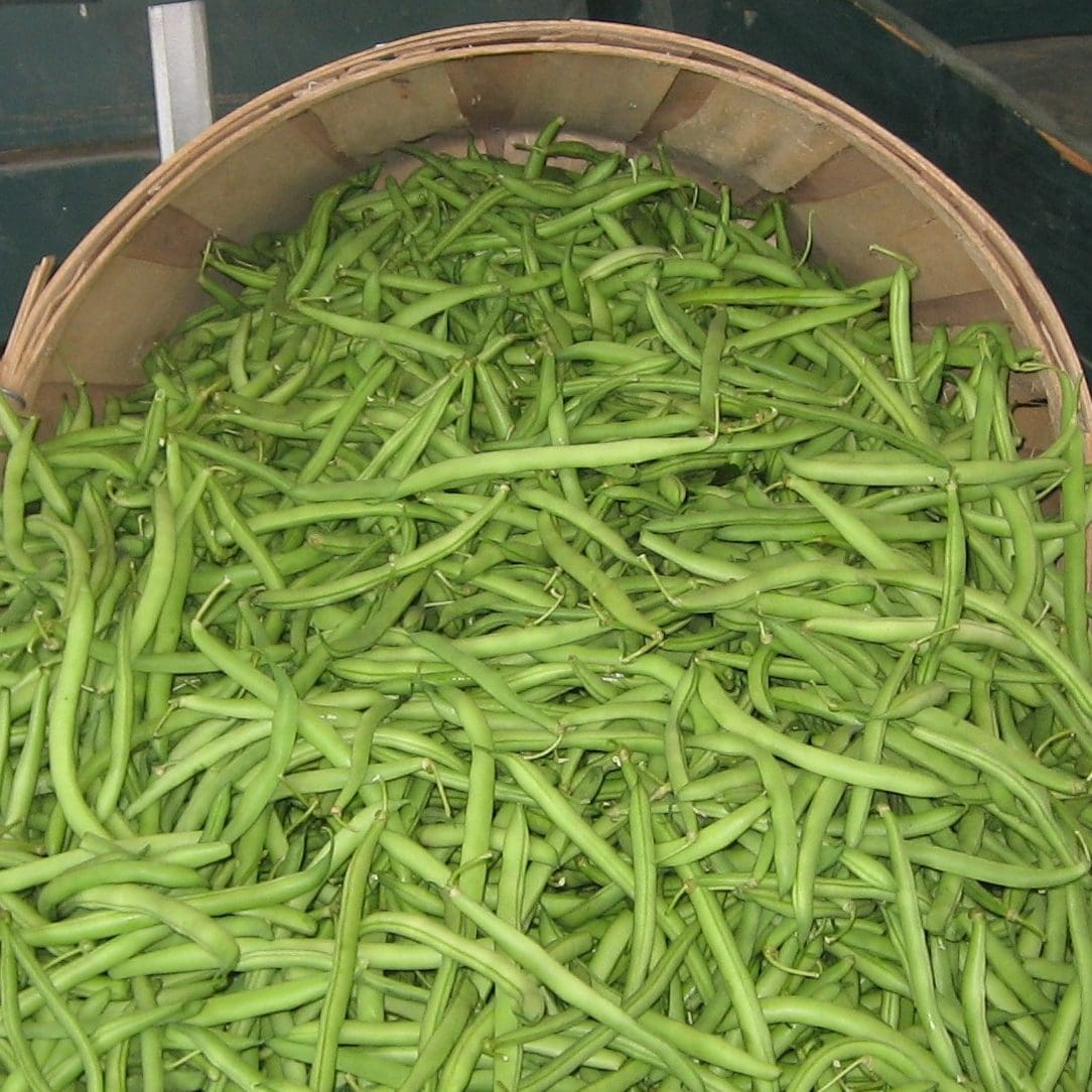 Pahl Farms Fresh Green Beans