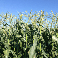 Minnesota CSA corn