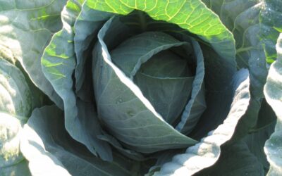 Cabbage