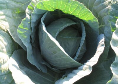 Cabbage