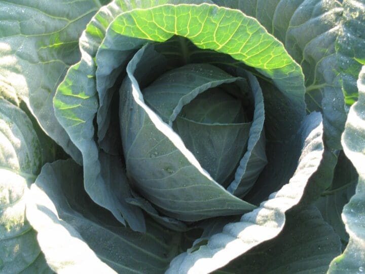 Cabbage - Pahl's Market - Apple Valley, MN