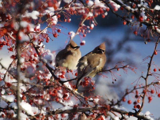 Birdies