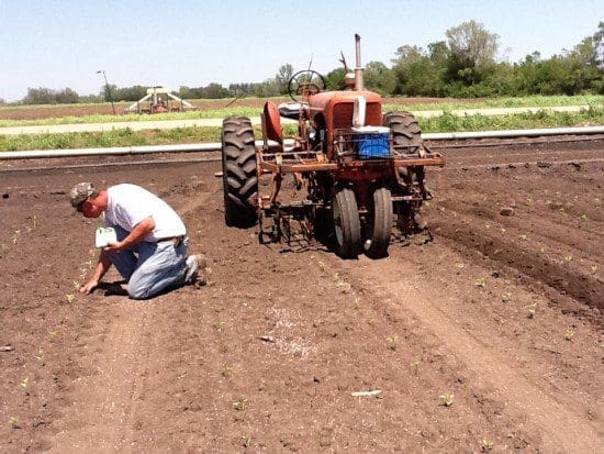 CSA Planting