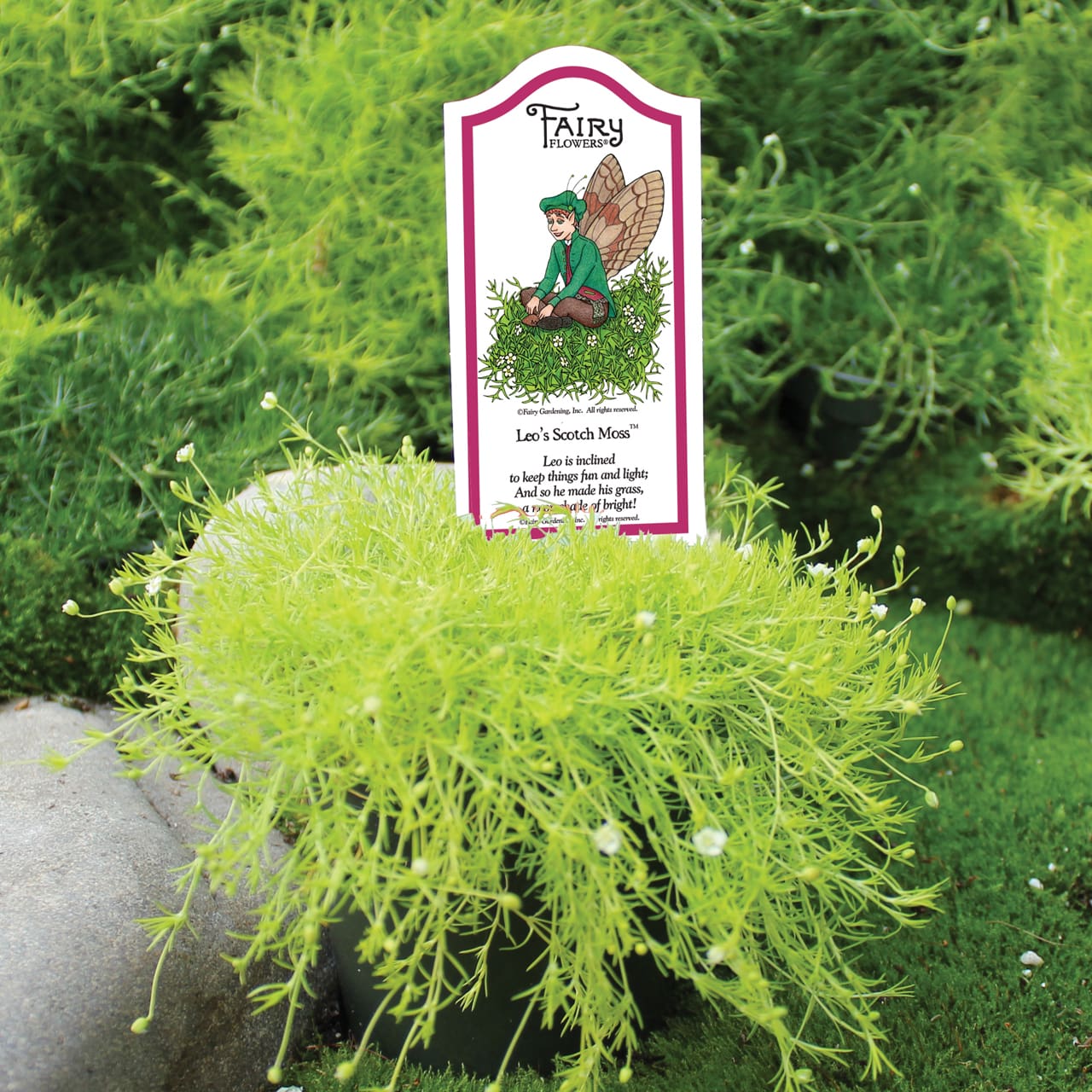 Leo&amp;#39;s Scotch Moss - Plant Library - Pahl&amp;#39;s Market - Apple Valley, MN