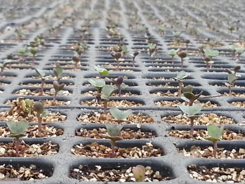 Cabbage Seedlings