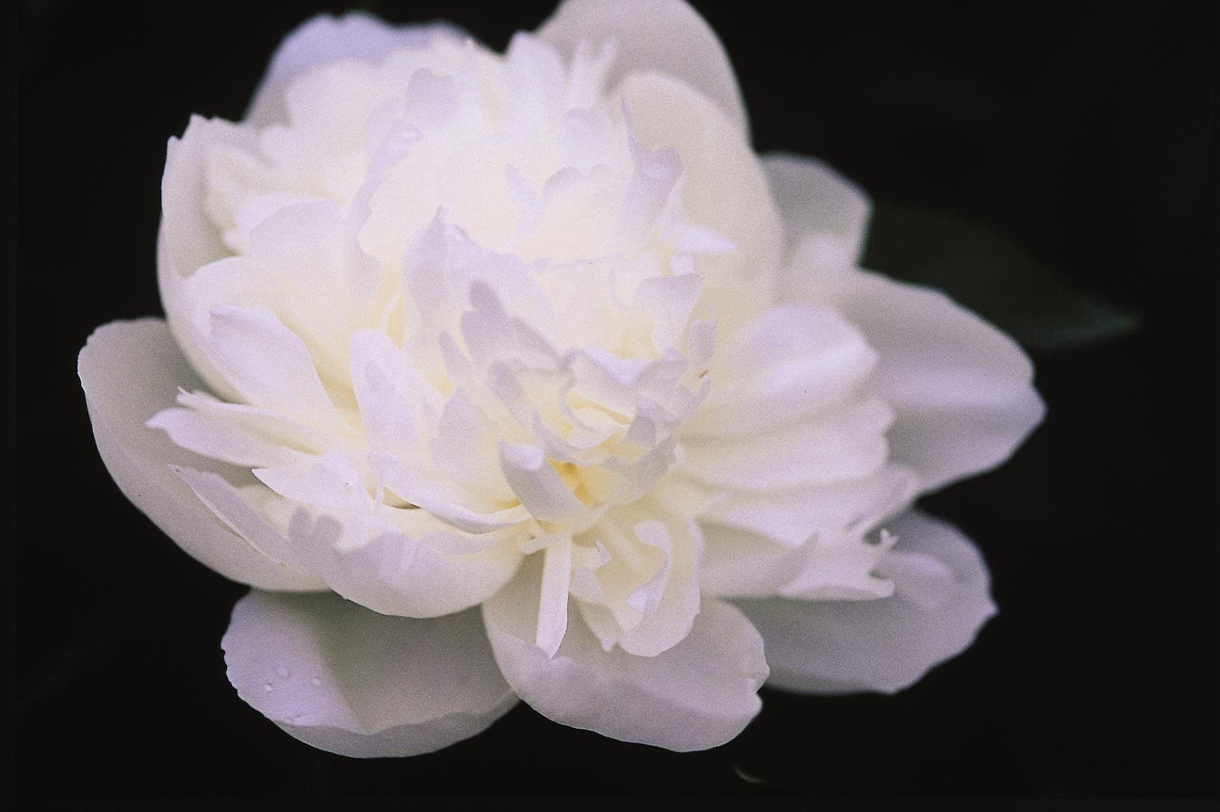 Duchesse de Nemours Peony Plant Library Pahl's Market Apple