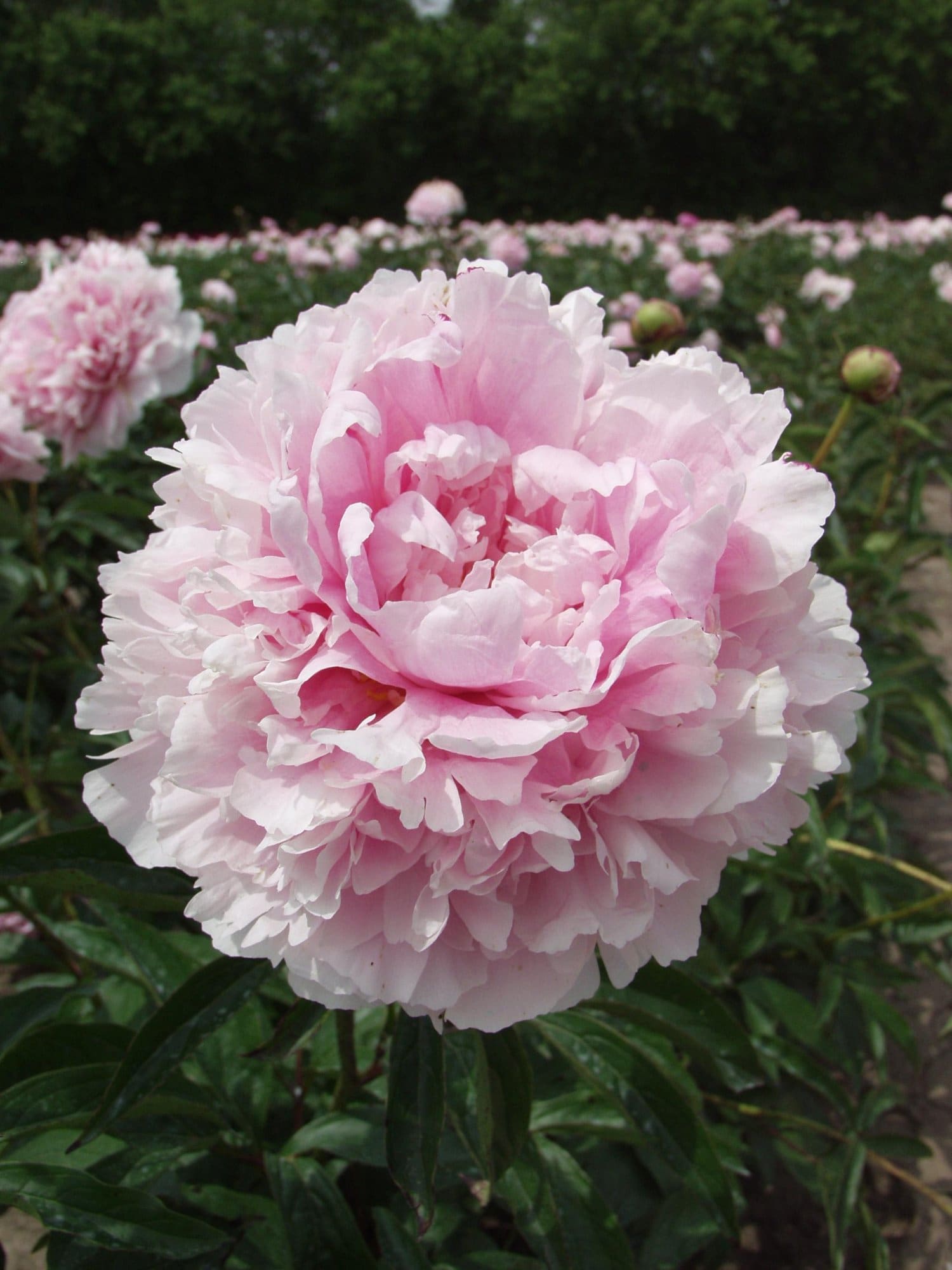 Sarah Bernhardt Double Peony - Plant Library - Pahl's Market - Apple