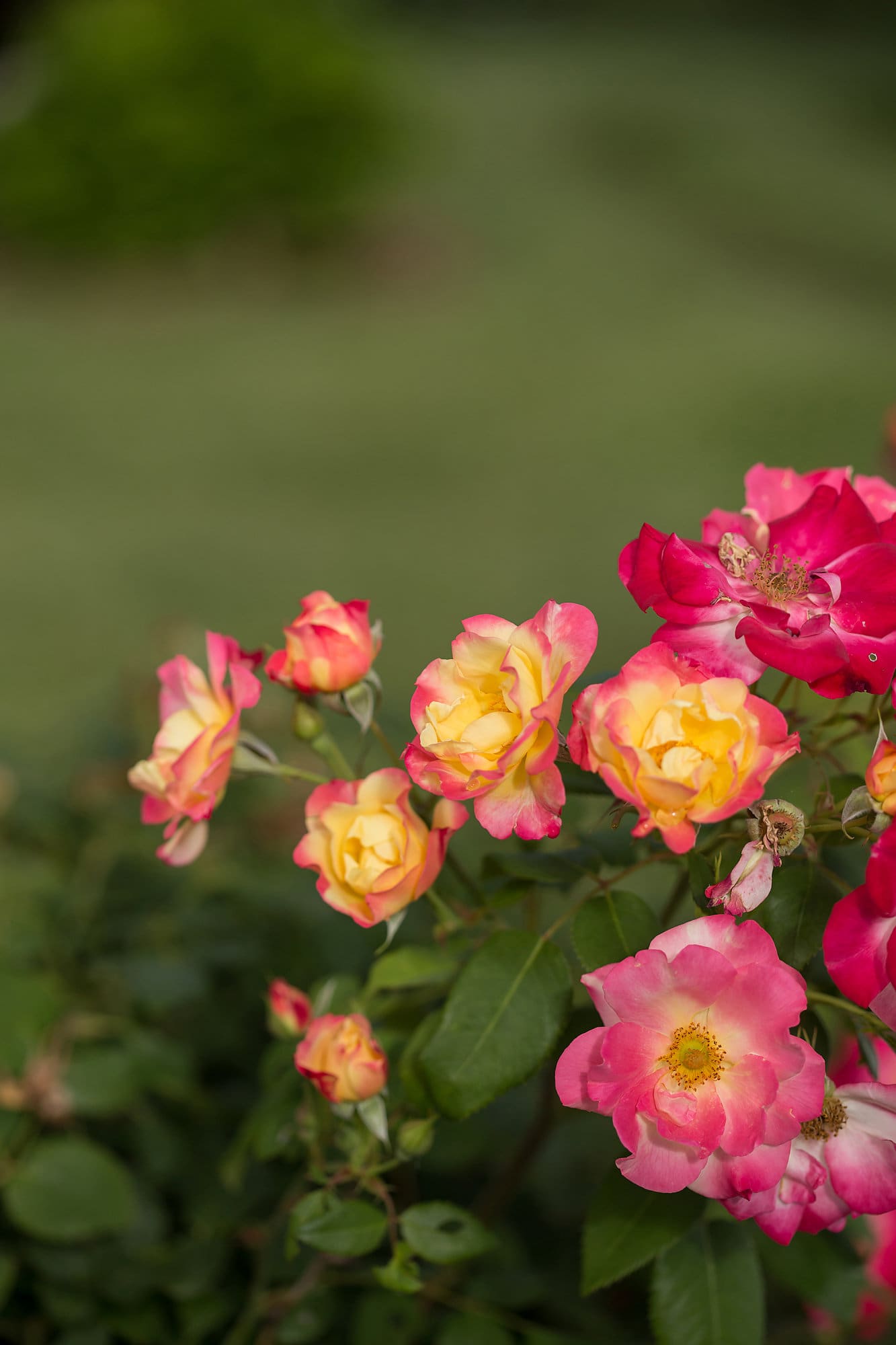 Campfire Rose Plant Library Pahl's Market Apple Valley, MN