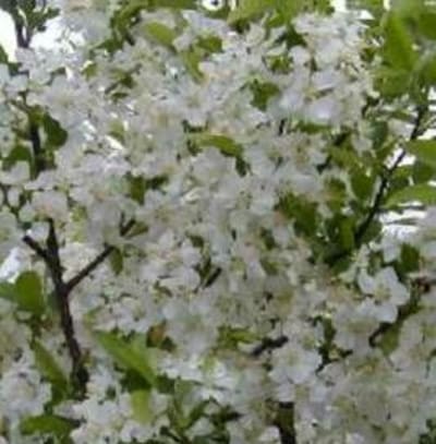 lollipop crabapple for sale near me