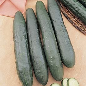 Burpless 26 Cucumber