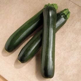 Zucchini