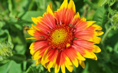A Note on Neonicotinoids from Gary Pahl