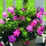 Dipladenia Rio Hot Pink Hanging Basket