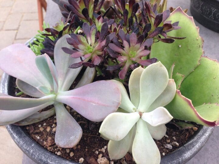 Succulent Mixed 4