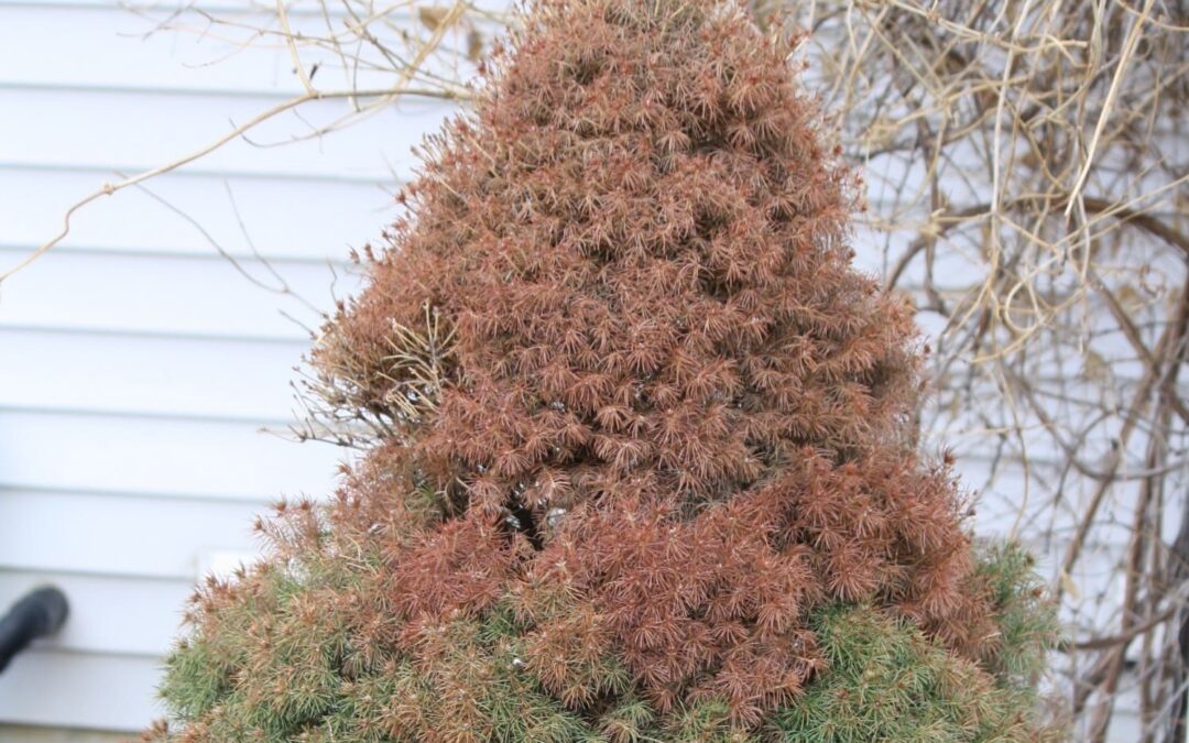 What is Winter Burn?
