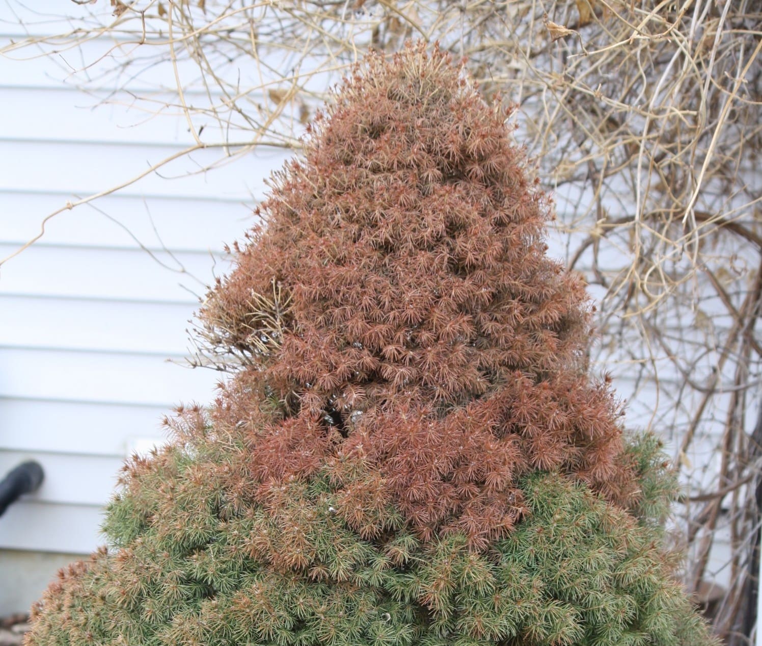 Image of Pom-pom tree in winter