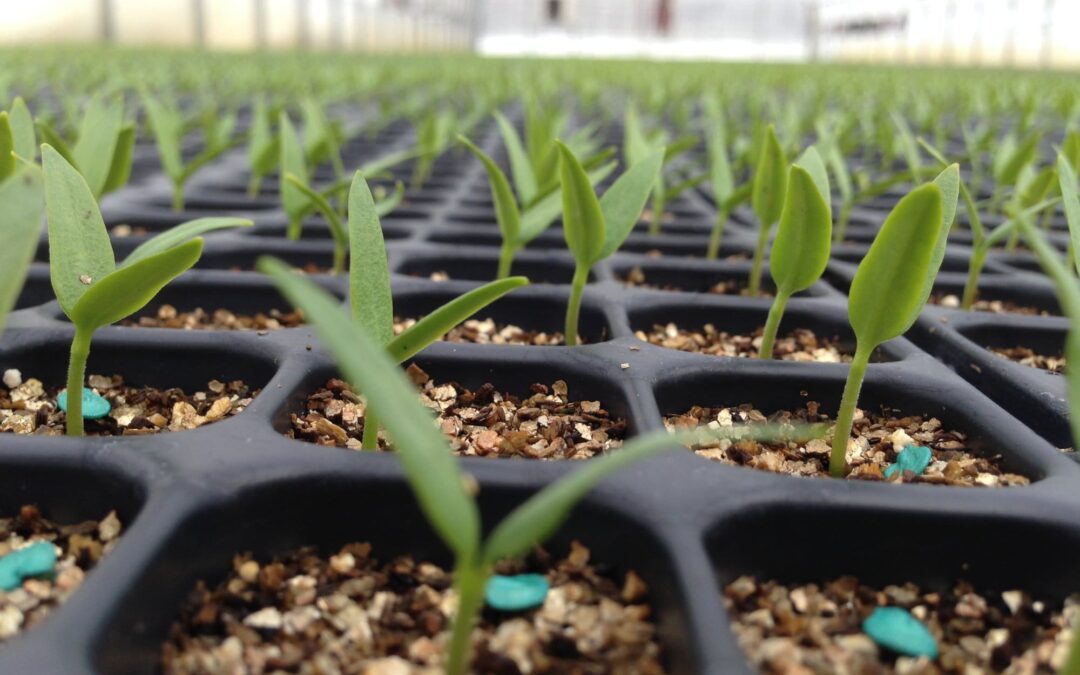 April News from the Farm