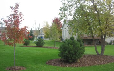 Back Yard Landscape Berms and Tree Rings in Apple Valley