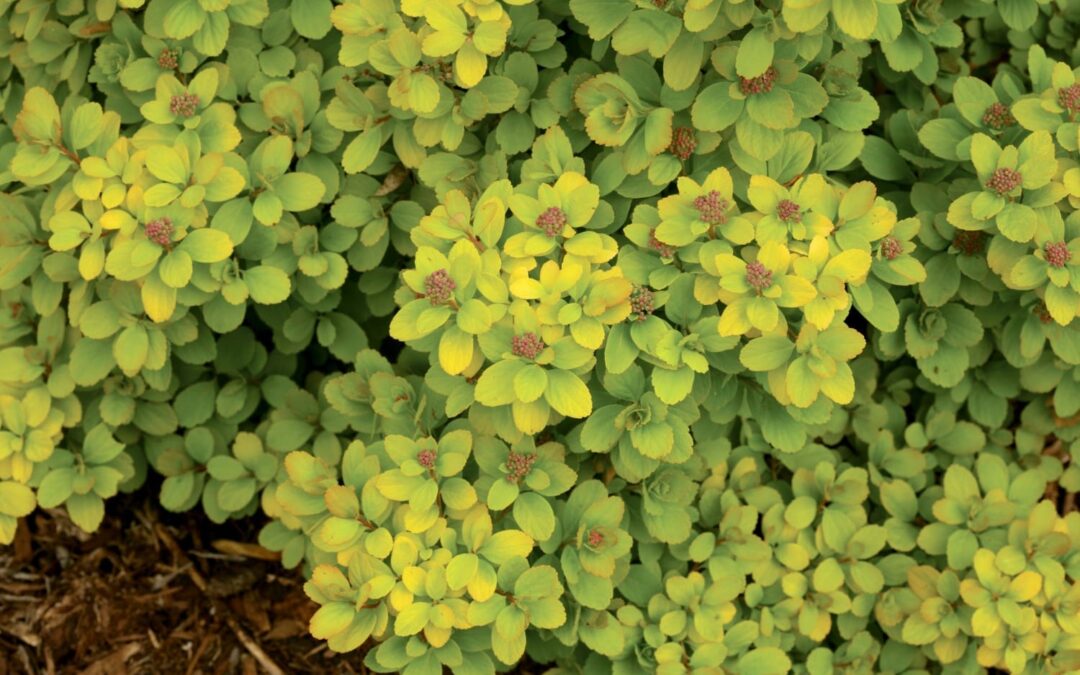 April Plant of the Month
