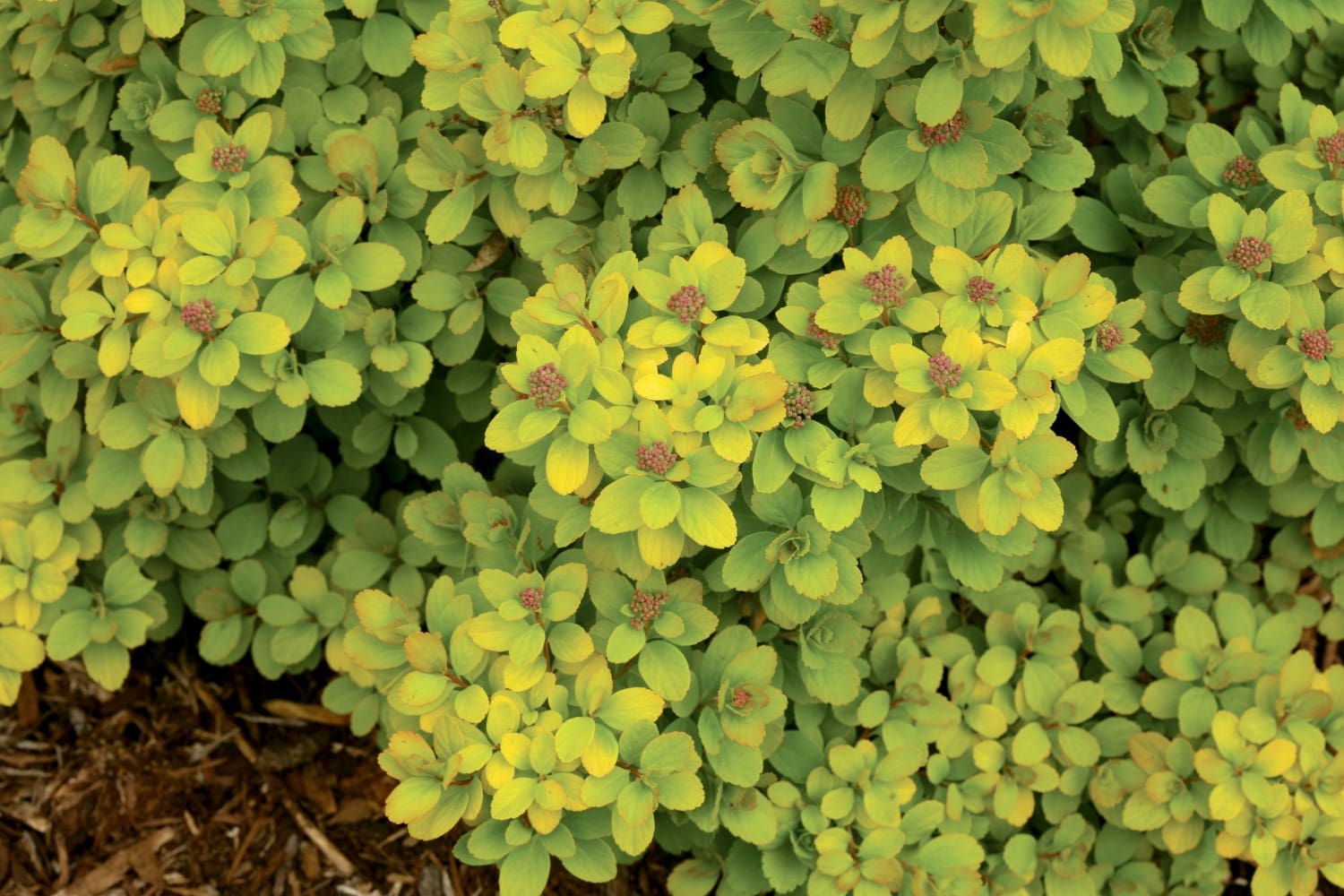 Glow Girl Birch Leaf Spirea