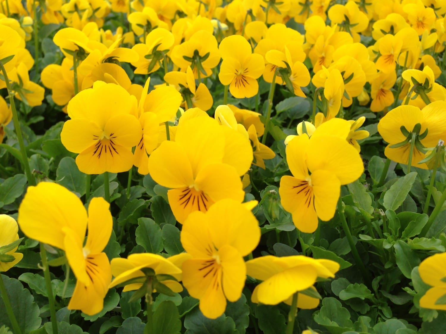 Yellow Pansies