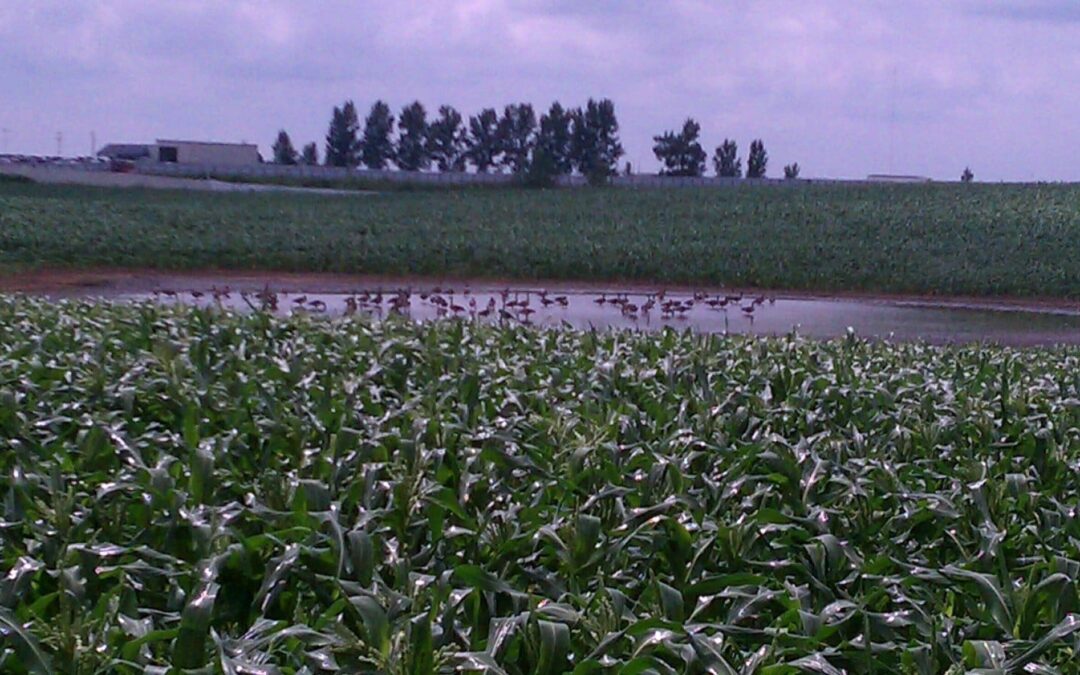 Wet Notes from the Field