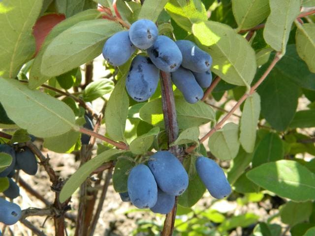 July Plant of the Month - Honeyberry