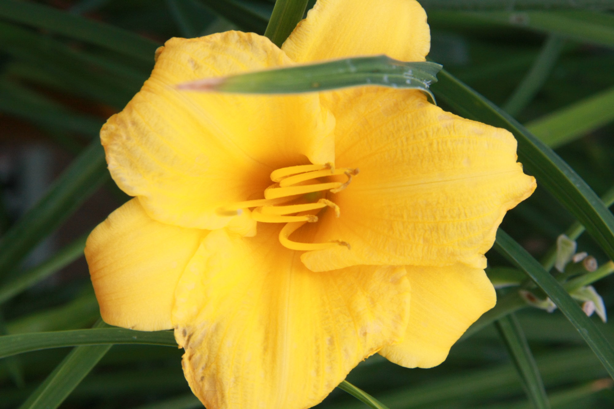 July in Bloom