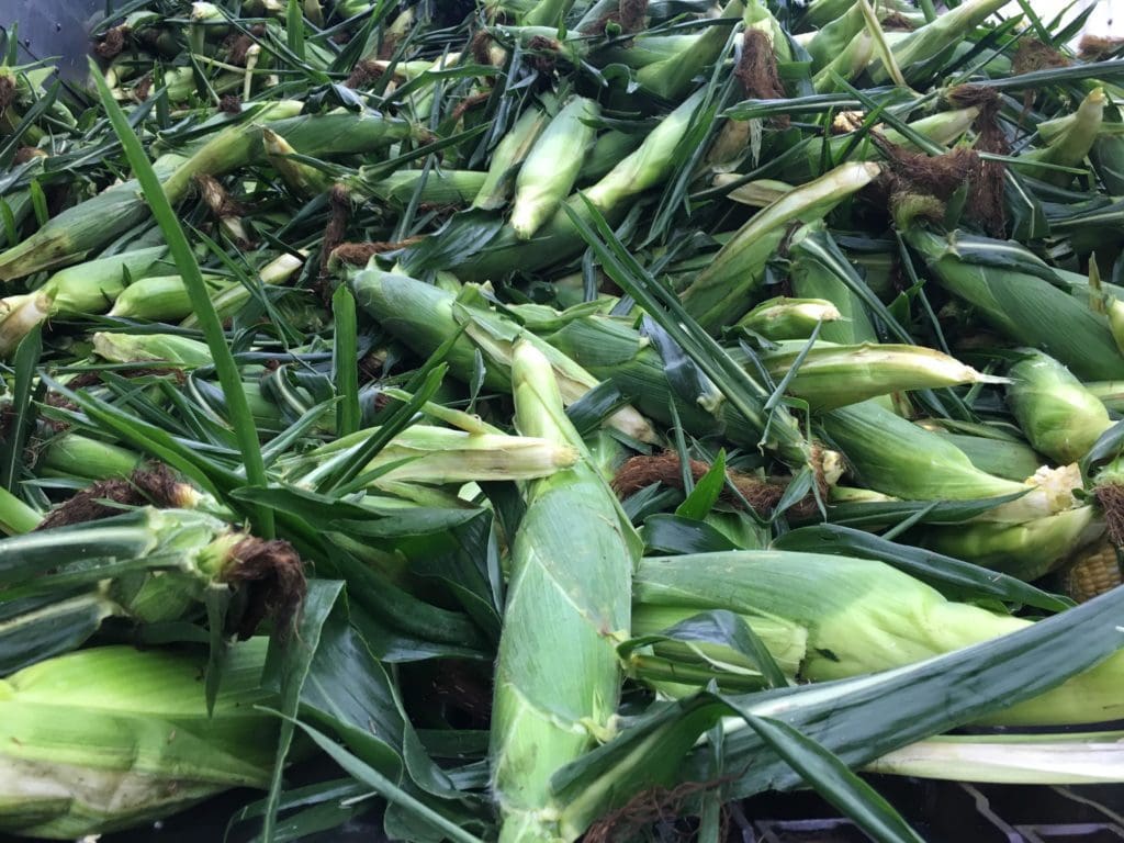 Did You Miss the Sweet Corn Pick Harvest Event?