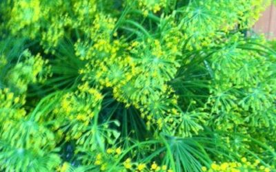 Dill