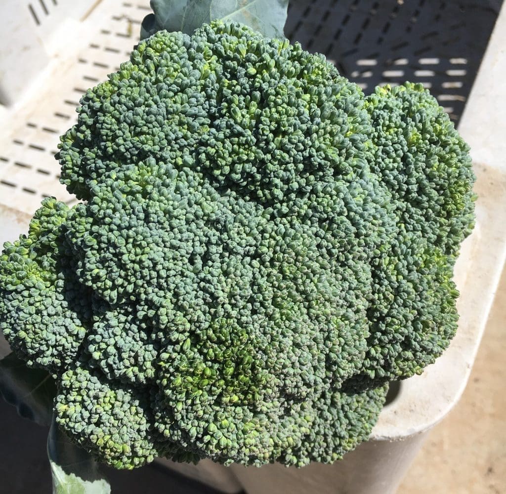 Broccoli