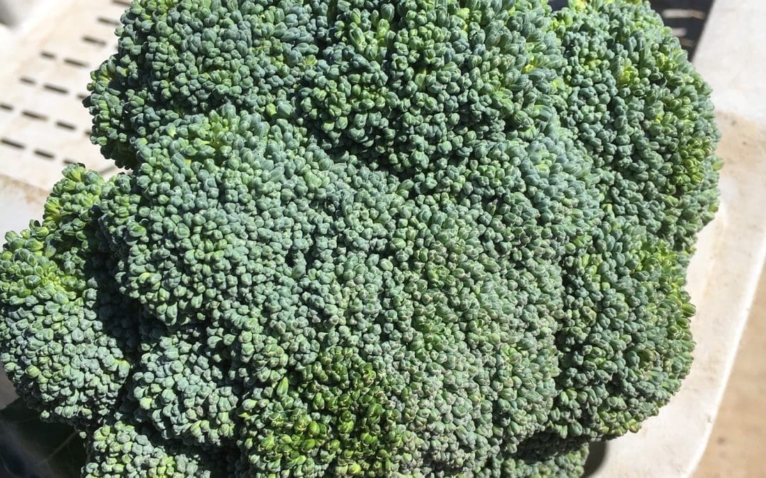 Broccoli